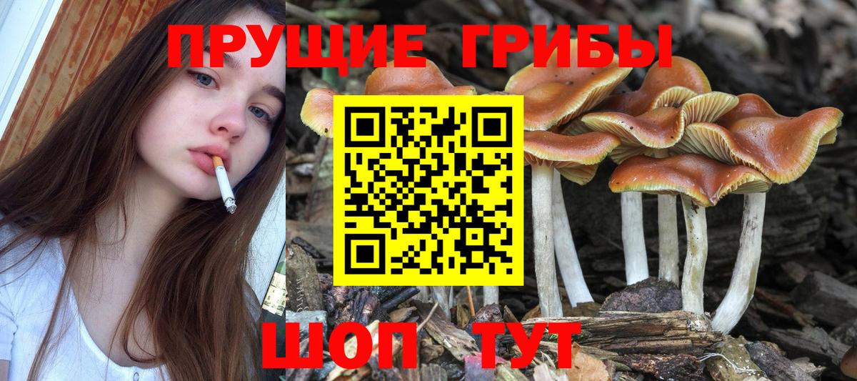 Богородицк  Галлюциногенные грибы MAGIC MUSHROOMS  Галлюциногенные грибы мухоморы  магазин продажи наркотиков  Вход с VPN 